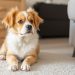 Choosing the Best Pet for Apartment Living in Cyprus