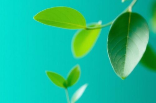 Green Energy Bonds in Cyprus: Worth Adding to Your Portfolio?